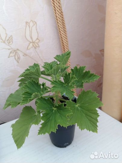 Королевская пеларгония