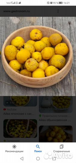 Айва японская