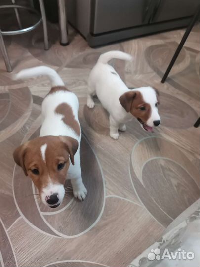 Щенки джек Рассел терьер гладкошерстный