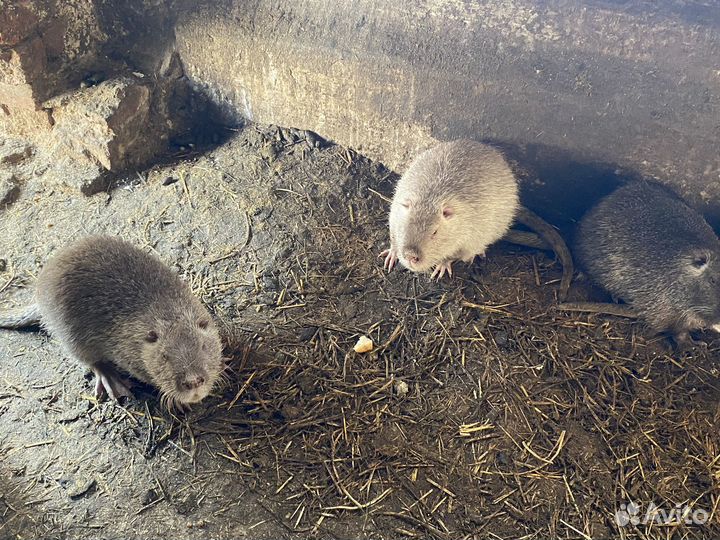 Нутрии на племя