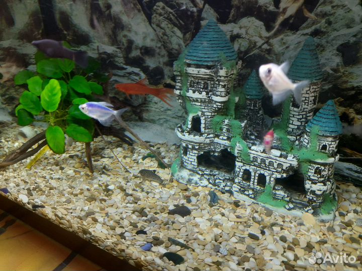 Аквариум 75л с рыбками и всем оборудованием