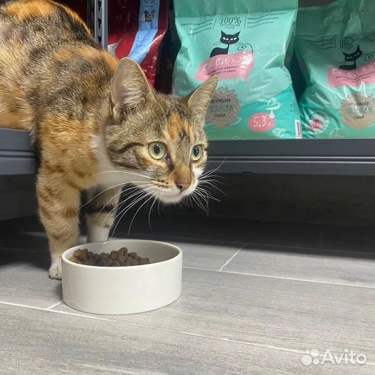 Кошечка в добрые руки