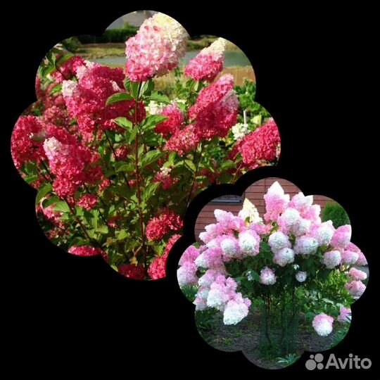 Гортензия Метельчатая