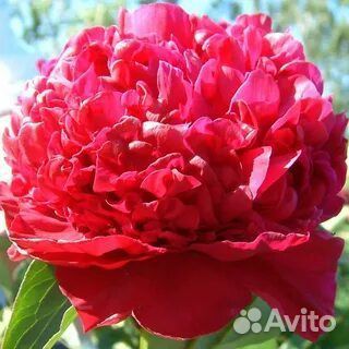 Саженцы пионов