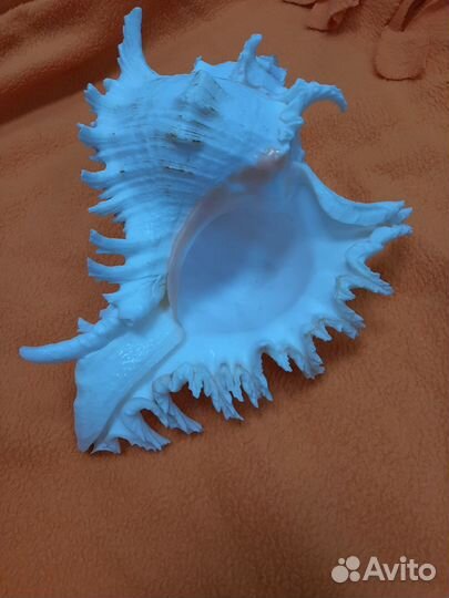 Ракушка Мурекс Ветвистый