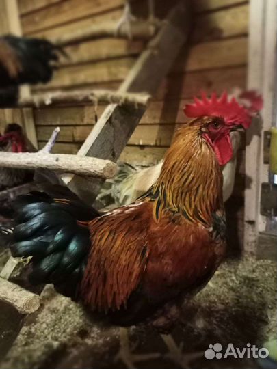 Петух московской чёрной и плимутрок