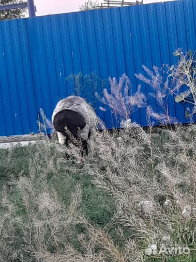 Баран племенной