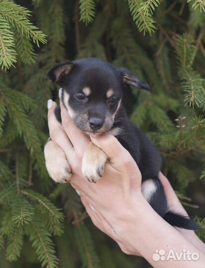 Ксолоитцкуинтли