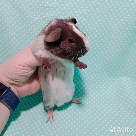 Морские свинки