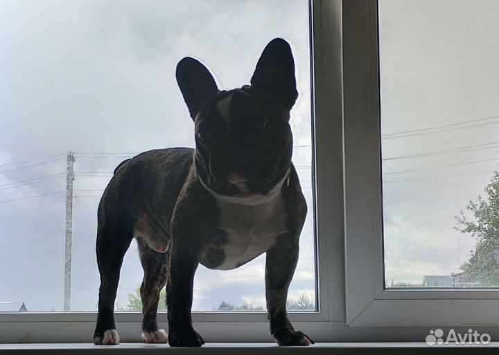 Французский бульдог