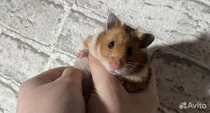 Сирийский хомяк