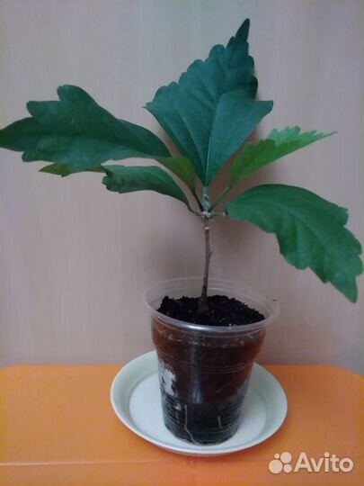 Комнатные растения