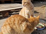 Ласковые солнечные кошки в семью
