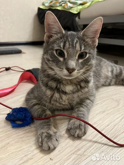 Обаятельный котик Мурзик