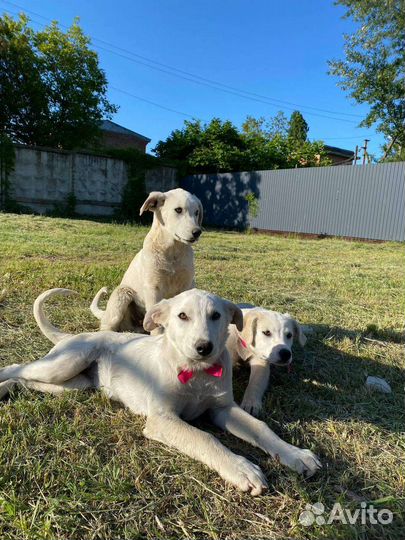 Щенки в дар