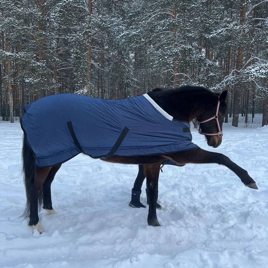 Попона зимняя для лошади