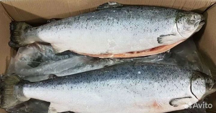 Лосось свежемороженый 2-3 кг