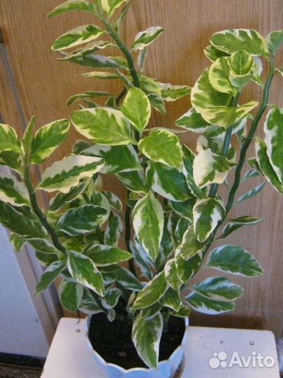 Педилантус