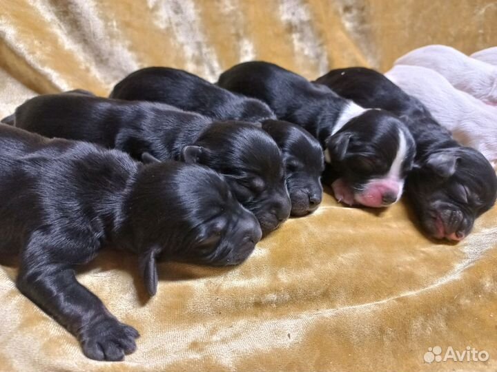 Русский спаниель