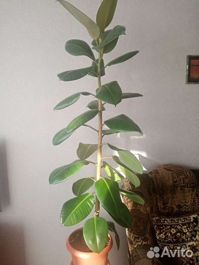 Фикус