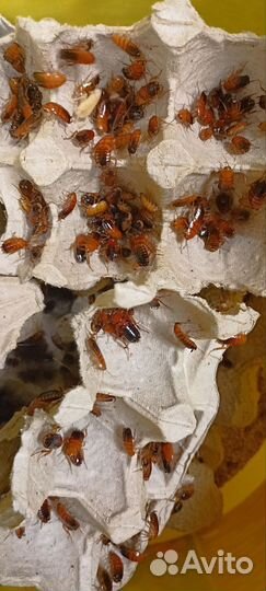 Кормовые насекомые