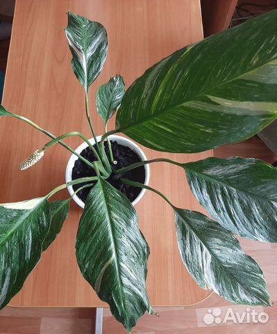 Спатифиллум Джемени вариегатный