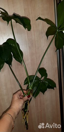 Антуриум пентафиллум/Anthurium pentaphyllum