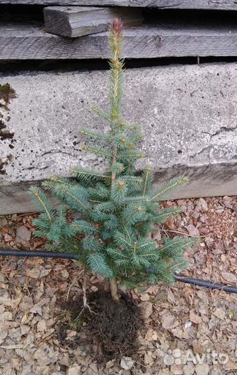 Ель голубая Глаука Мисти Блю деревья