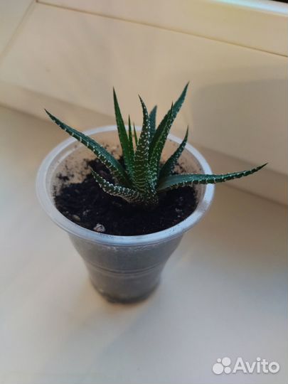 Хавортия микс