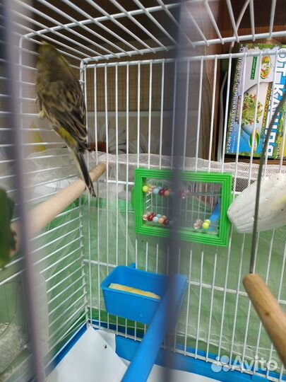 Канарейка- самка