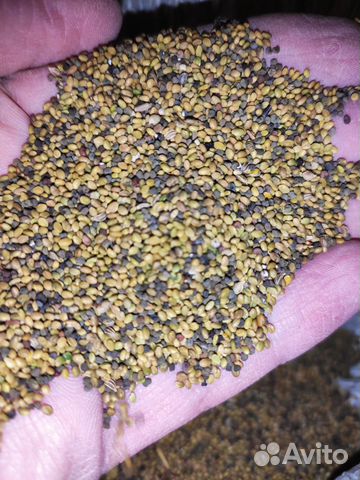 Донник жёлтый от 10кг