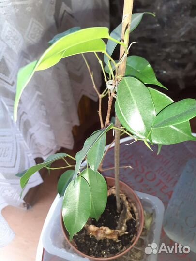Фикус бенджамина, высота с горшком 45 см