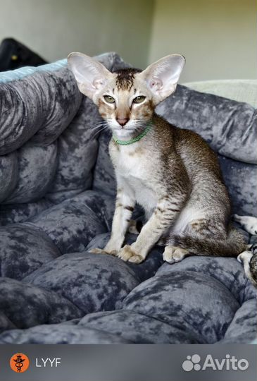 Ориентальная