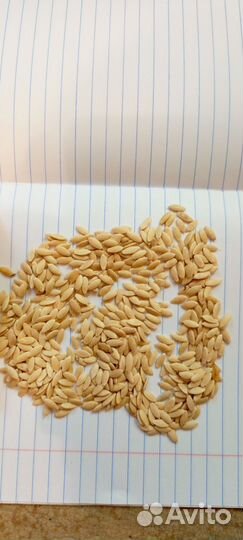 Семена огурцов