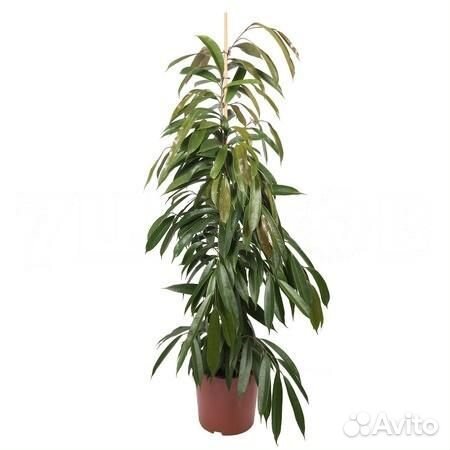 Горшечные растения