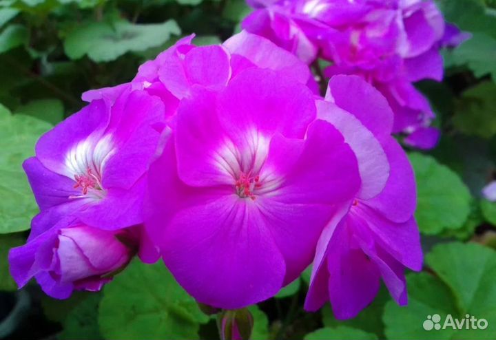 Герань пеларгония Ч.6