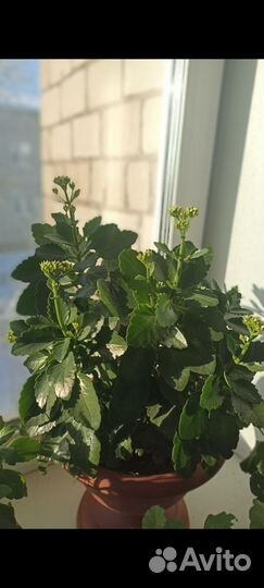 Каланхоэ лечебное, цветущее