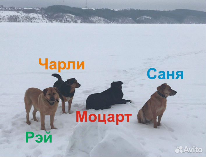 Четыре мушкетера в поисках любви