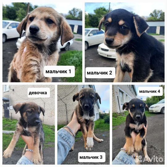 Маленькая собака в добрые руки бесплатно