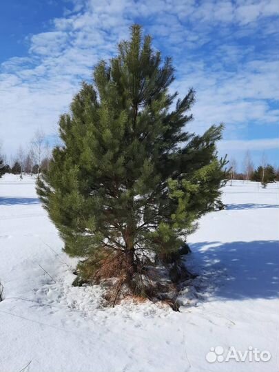 Сосна обыкновенная