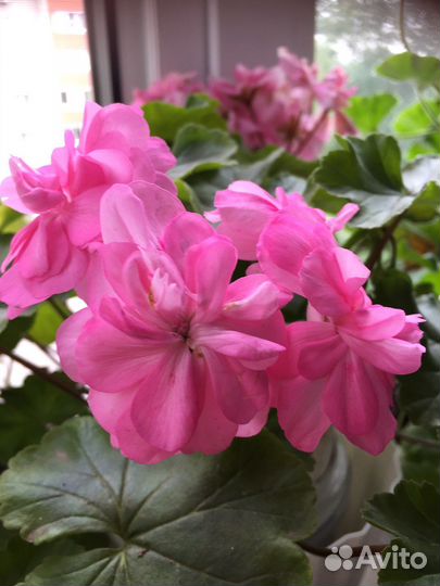 Пеларгонии сортовые