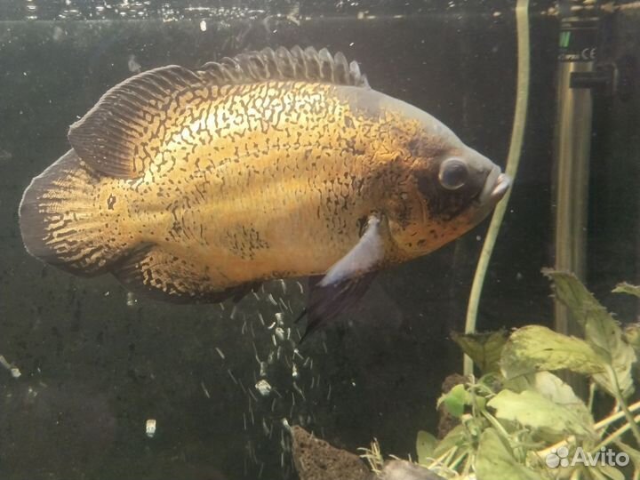 Продам пару астронотусов больших