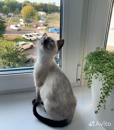 Чудесная кошечка в добрые руки