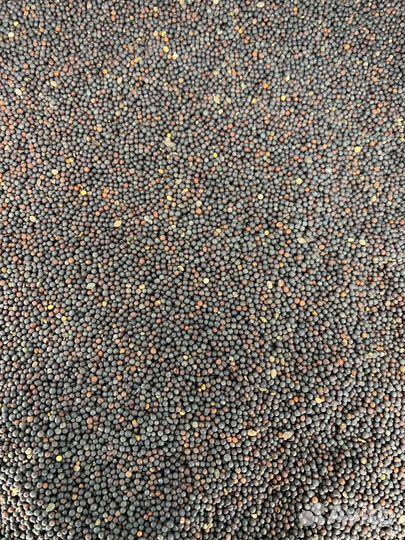 Рапс семена