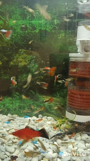 Аквариумные рыбки гуппи