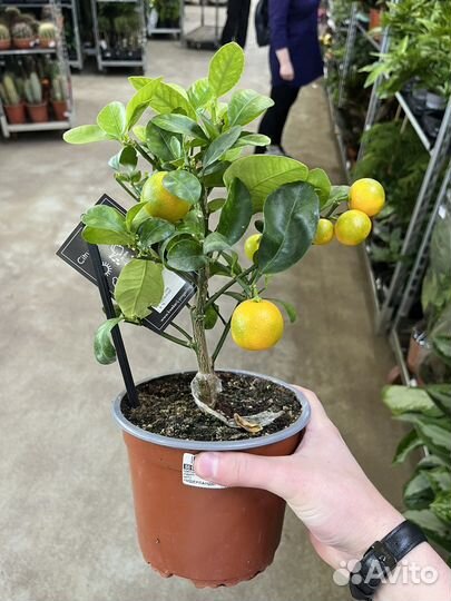 Цитрофортунелла Каламондин Цитрус