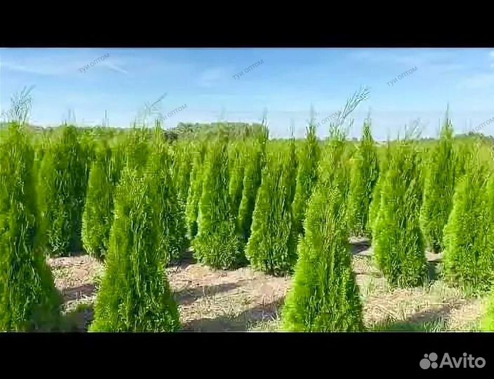 Туя западная смарагд оптом