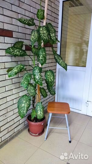 Комнатные цветы, растения для офиса