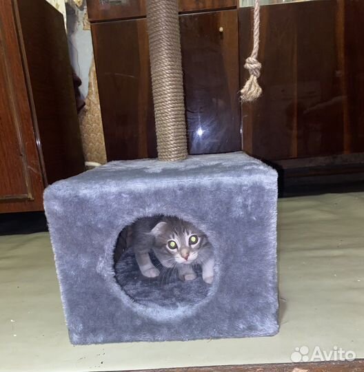 Когтеточка с домиком и лежанкой для кошек
