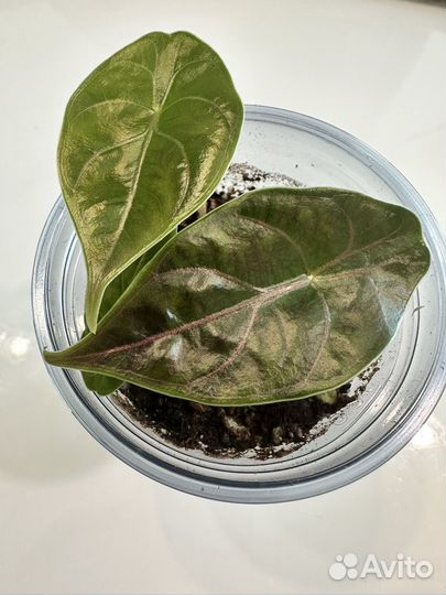 Алоказия азлани